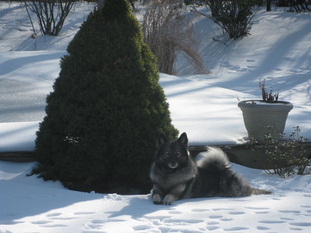 Visiting Winter Guest