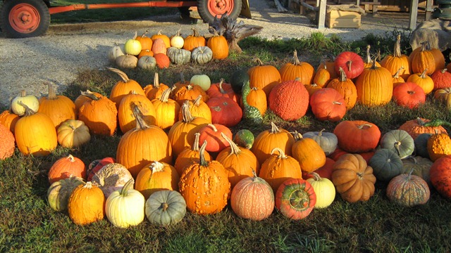 Bridehampton Pumpkin Picking